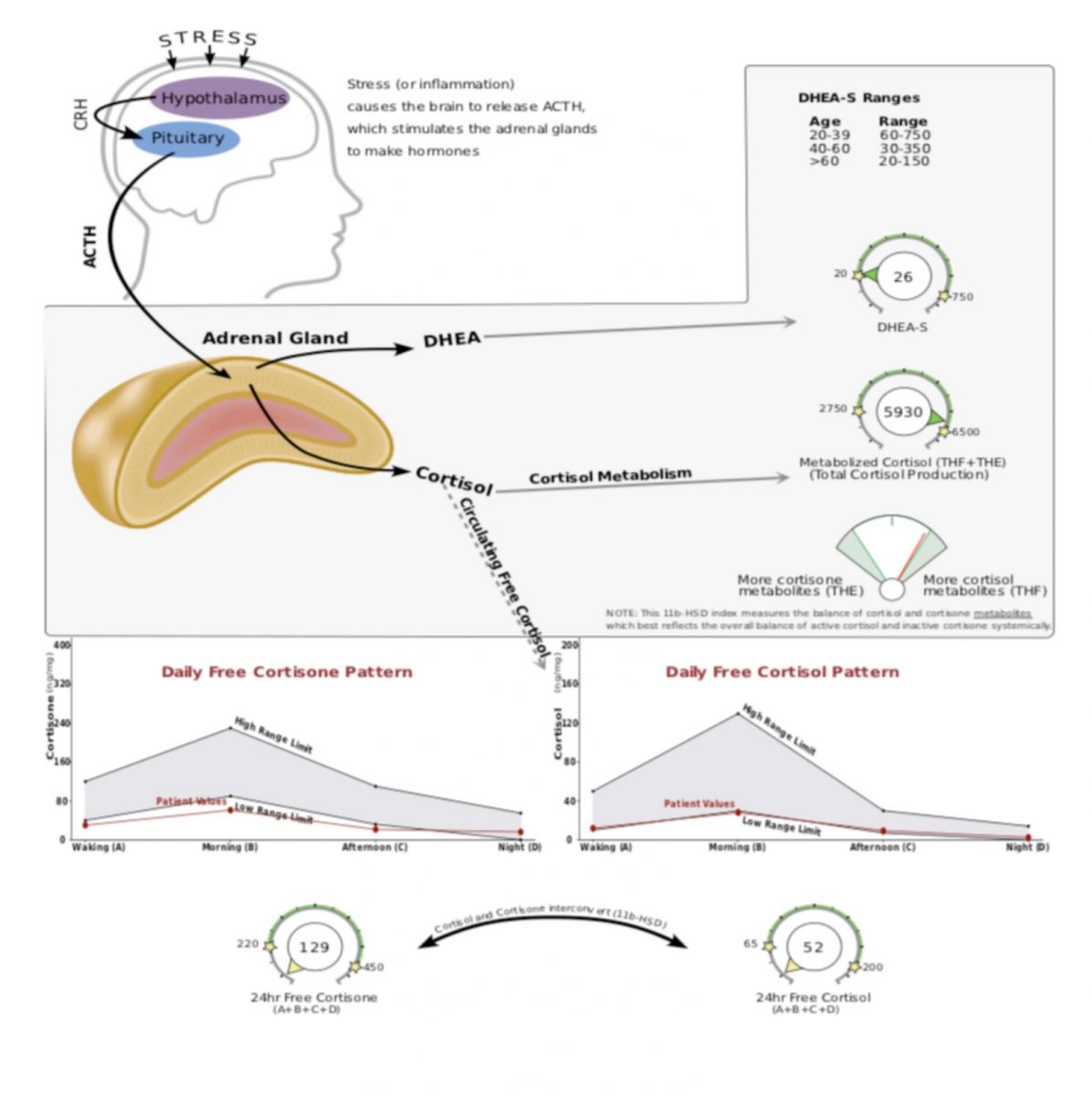DUTCH Adrenal Test Wimbledon Clinic of Natural Medicine